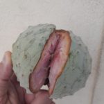 Features, Products & Services annona ilama