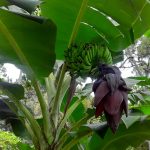 Features, Products & Services banana flower