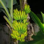 Features, Products & Services bananas