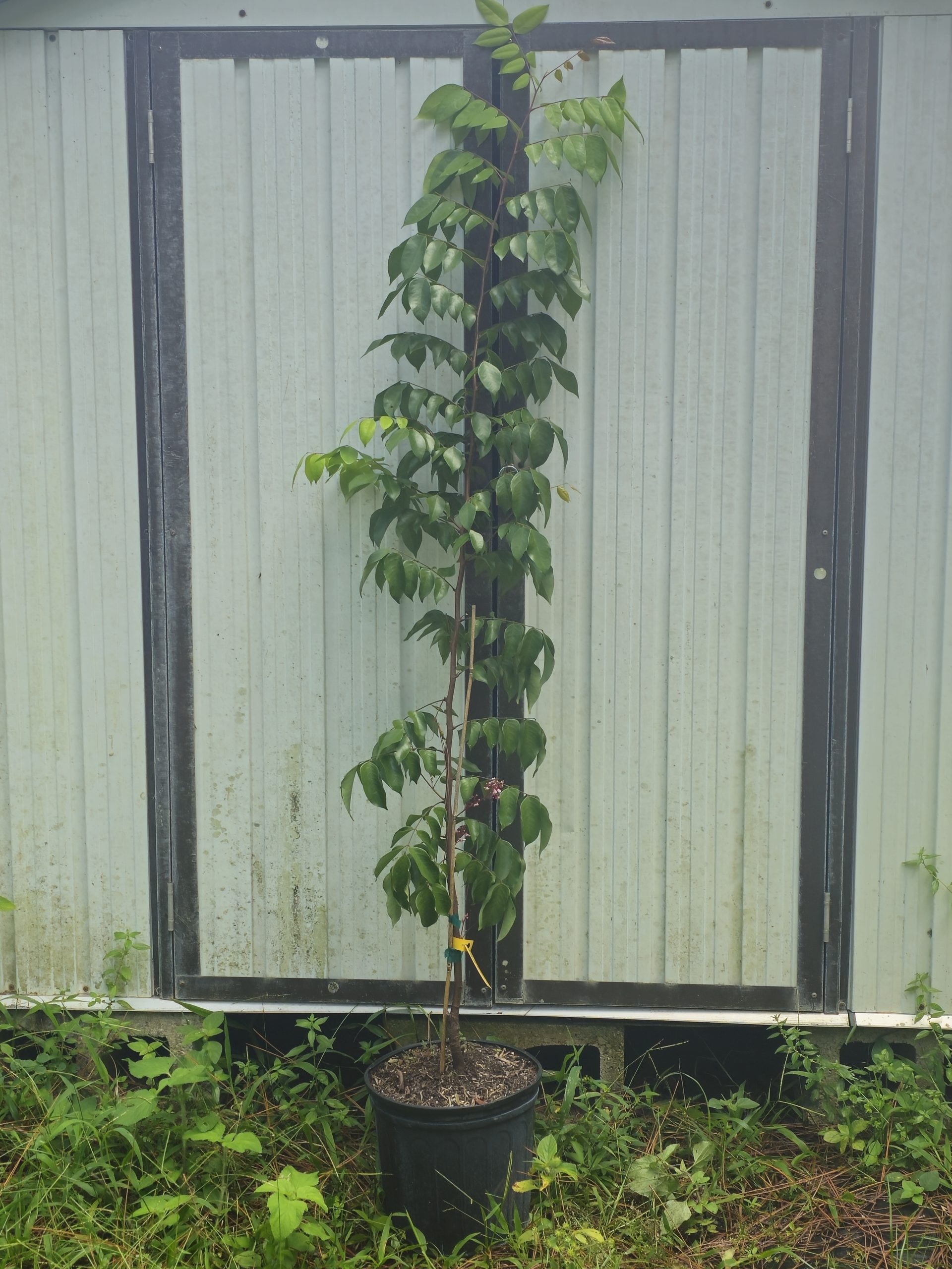 Features, Products & Services carambola