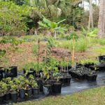 Features, Products & Services caribexotics