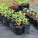 Features, Products & Services caribexotics2