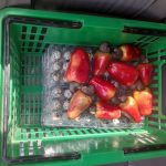 Features, Products & Services caribexotics3