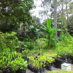 Features, Products & Services caribexotics4