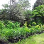 Features, Products & Services caribexotics5