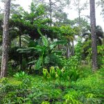 Features, Products & Services caribexotics6