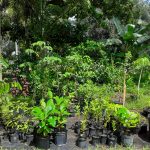 Features, Products & Services caribexotics7