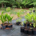 Features, Products & Services caribexotics8