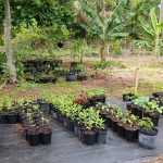 Features, Products & Services caribexotics9