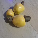 Features, Products & Services cashew