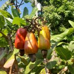 Features, Products & Services cashew fruit