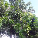 Features, Products & Services dolphin