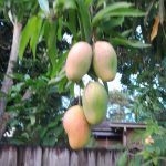 Features, Products & Services dolphin mangos