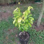 Features, Products & Services golden soursop