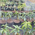 Features, Products & Services grafted mango plants