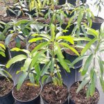 Features, Products & Services grafted mangos