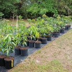 Features, Products & Services grafted mangos