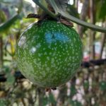 Features, Products & Services green passion fruit