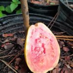 Features, Products & Services guava