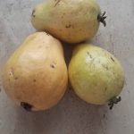Features, Products & Services guavas