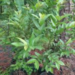 Features, Products & Services guayabas