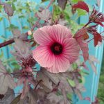 Features, Products & Services hibiscus