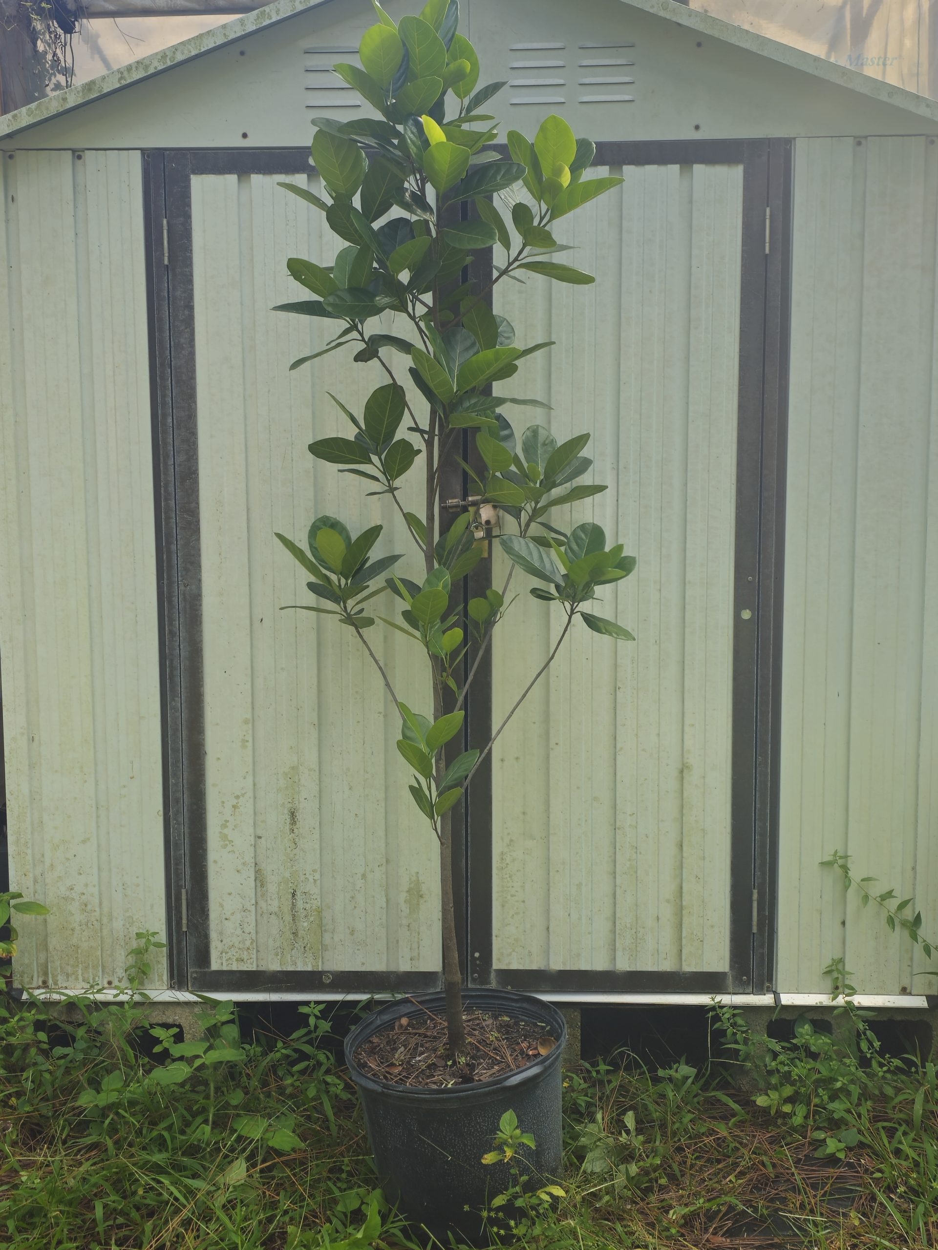 Features, Products & Services jack furit