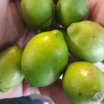 Features, Products & Services mamoncillo