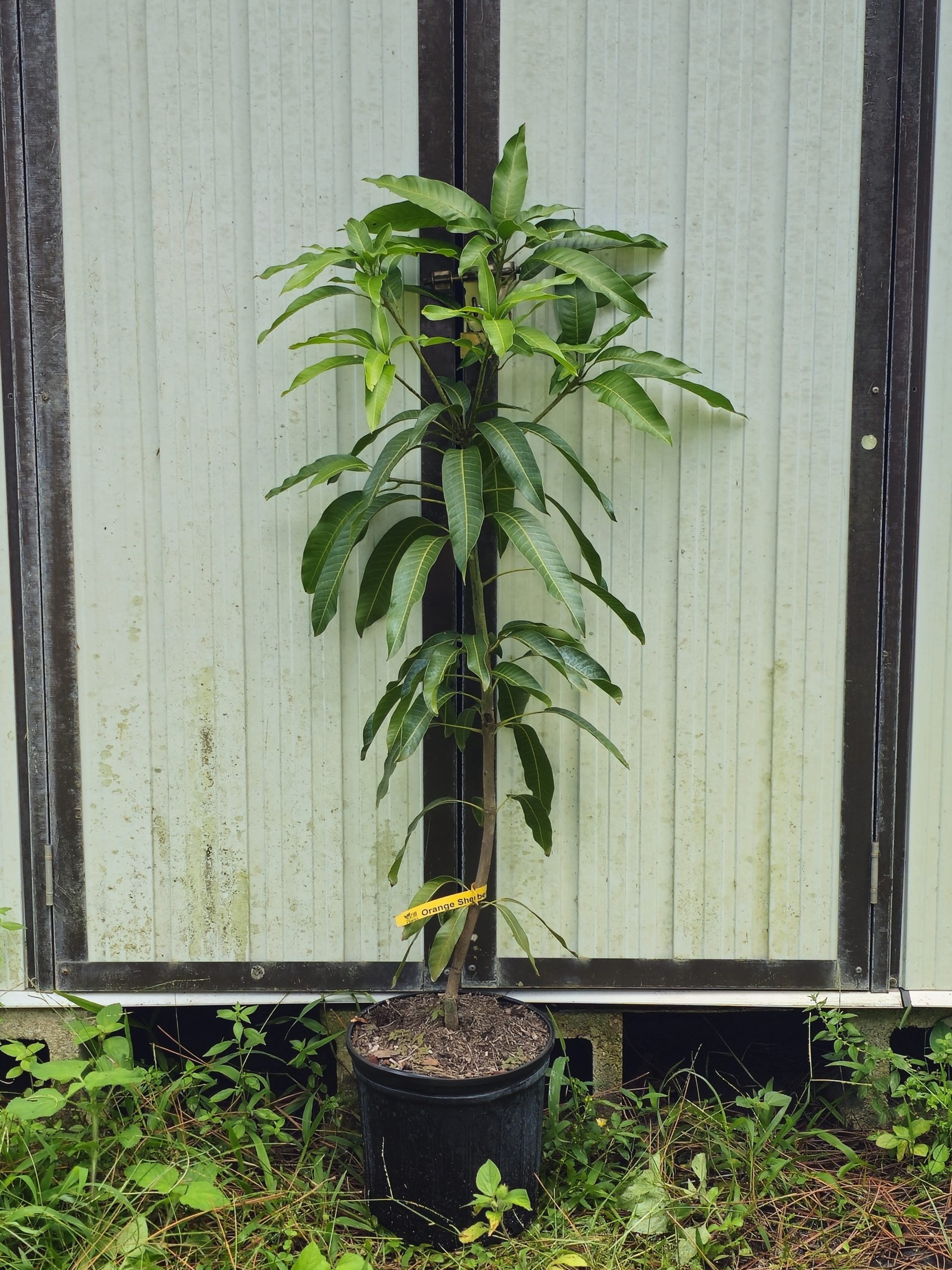 Features, Products & Services mango tree