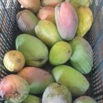 Features, Products & Services mangos