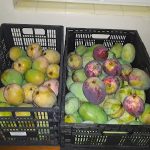 Features, Products & Services mangos