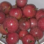 Features, Products & Services maracuya