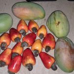 Features, Products & Services marañon