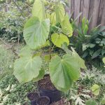 Features, Products & Services matisia