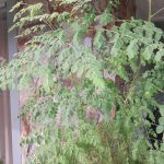 Features, Products & Services moringa