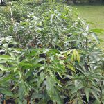 Features, Products & Services nice grafted mangos
