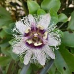 Features, Products & Services passion flower