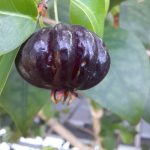 Features, Products & Services pitanga