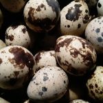 Features, Products & Services quail eggs