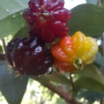 Features, Products & Services star cherry