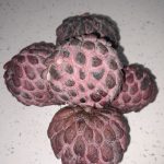 Features, Products & Services sugar apple