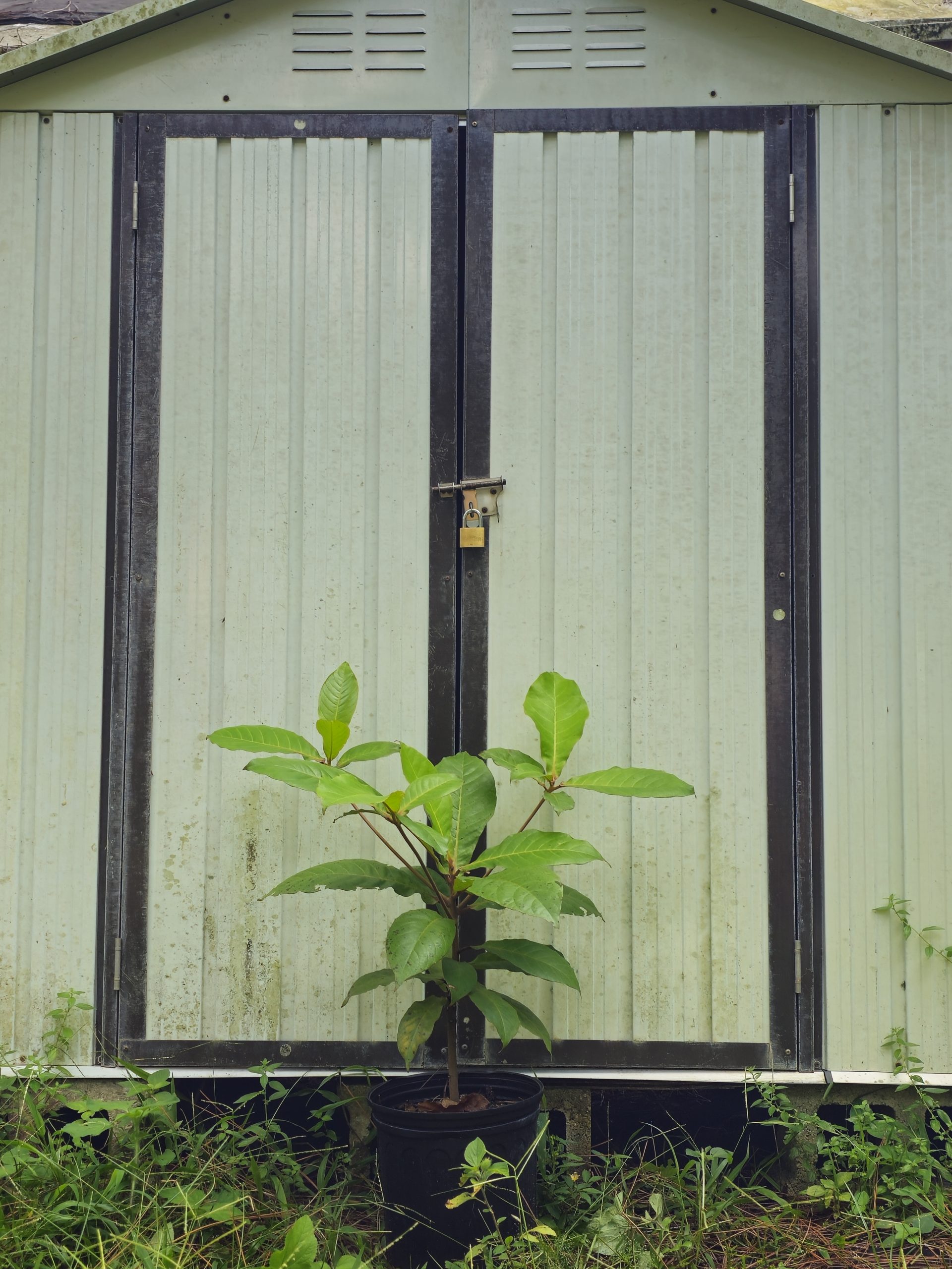 Features, Products & Services tropical almond