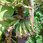 Features, Products & Services variegated banana