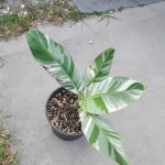 Features, Products & Services variegated banana1